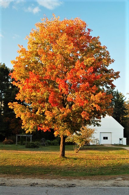 autumn leaves